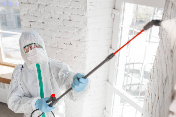 Trusted Ravenna, MI Mold Removal Experts